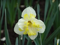 Printal [Род нарцисс – Narcissus L.]