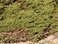 Procumbens [Род ель – Picea A.Dietr.]