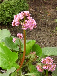 Pugsley’s Pink [Род бадан – Bergenia Moench]