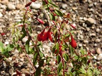 Pumila [Род фуксия – Fuchsia L.]