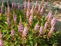 Pumila [Род астильба – Astilbe Buch.-Ham.]