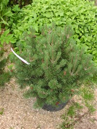 Pumilio [Род сосна – Pinus L.]