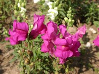 Pumilum [Род антирринум (львиный зев) – Antirrhinum L.] (1)