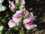 Pumilum [Род антирринум (львиный зев) – Antirrhinum L.] (2)