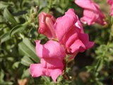 Pumilum [Род антирринум (львиный зев) – Antirrhinum L.] (3)