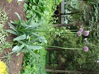 Purple Sensation [Род лук – Allium L.]