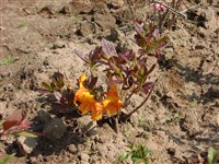 Purpurea [Род рододендрон – Rhododendron L.]