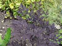 Purpurea [Род цимицифуга (клопогон) – Cimicifuga Wernischek]