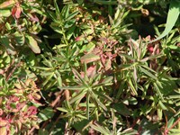 Purpurea (2) [Род молочай – Euphorbia L.]