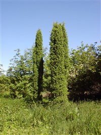Pyramidalis [Род можжевельник – Juniperus L.]