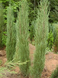 Pyramidiformis [Род можжевельник – Juniperus L.]