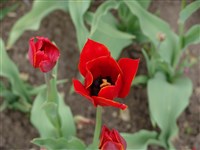Queen of Sheba [Род тюльпан – Tulipa L.]
