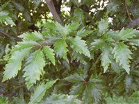 Quercifolia [Род бук – Fagus L.]