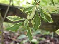 Quercifolia [Род жимолость – Lonicera L.]