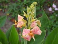 R. Wallace [Род канна – Canna L.]