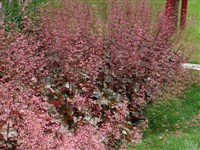Rachel [Род гейхера – Heuchera L.]
