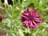 Raduga [Род василёк – Centaurea L.] (3)