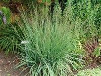 Ramsey (Dauerstrahl) [Род молиния – Molinia Schrank]