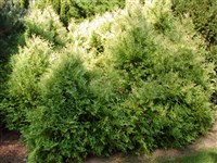 Recurva Nana [Род туя (красный кедр) – Thuja L.] (1)