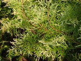 Recurva Nana [Род туя (красный кедр) – Thuja L.] (2)