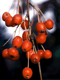 Red Jade [Род яблоня – Malus Mill.]