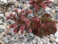Red Mountain [Род молодило (семпервивум) – Sempervivum L.]