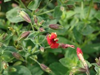 Red Dragon [Род мимулюс (губастик) – Mimulus L.]