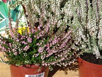 Red Favorite [Род вереск – Calluna Salisb.]