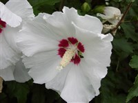 Red Heart [Род гибискус – Hibiscus L.]