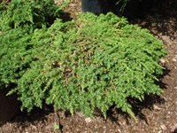 Repanda [Род можжевельник – Juniperus L.]