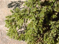 Repens [Род можжевельник – Juniperus L.]
