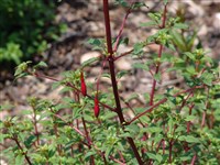 Rikkartony [Род фуксия – Fuchsia L.]