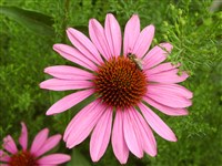 Robert Bloom [Род эхинацея – Echinacea Moench]