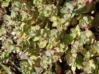 Robusta [Род хилотелефиум – Hylotelephium H.Ohba]