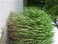 Robustus [Род мискантус – Miscanthus Anderss.]