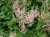 Rosa Pearl [Род астильба – Astilbe Buch.-Ham.]