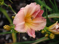 Rosa Seidenball [Род лилейник (гемерокаллис, красоднев) – Hemerocallis L.]