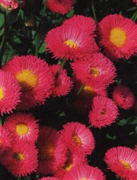Rosa Triumph [Род мелколепестник (эригерон) – Erigeron L.]