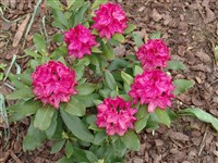 Rosa Wolke [Род рододендрон – Rhododendron L.]