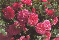 Rosarium Uetresen [Род роза (шиповник) – Rosa L.]