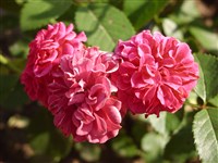Rose de Rescht [Род роза (шиповник) – Rosa L.]