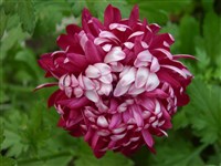 Rose Ader [Род дендрантема – Dendranthema (DC.) Desmoul]