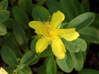 Rose von Sharon [Род зверобой – Hypericum L.]