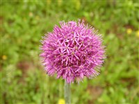 Rosea [Род лук – Allium L.]