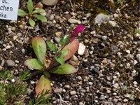 Rosea [Род энотера – Oenothera L.]