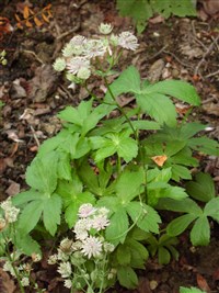 Rosea [Род астранция (звездовка) – Astrantia L.]