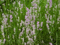 Rosea [Род лаванда – Lavanda]