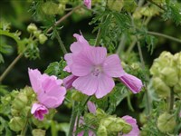 Rosea [Род мальва (просвирник) – Malva L]