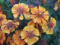 Rothaut [Род гелениум – Helenium L.]
