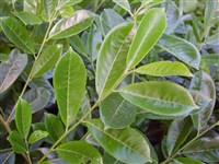 Rotundifolia [Род лавровишня – Laurocerasus Duhamel.]